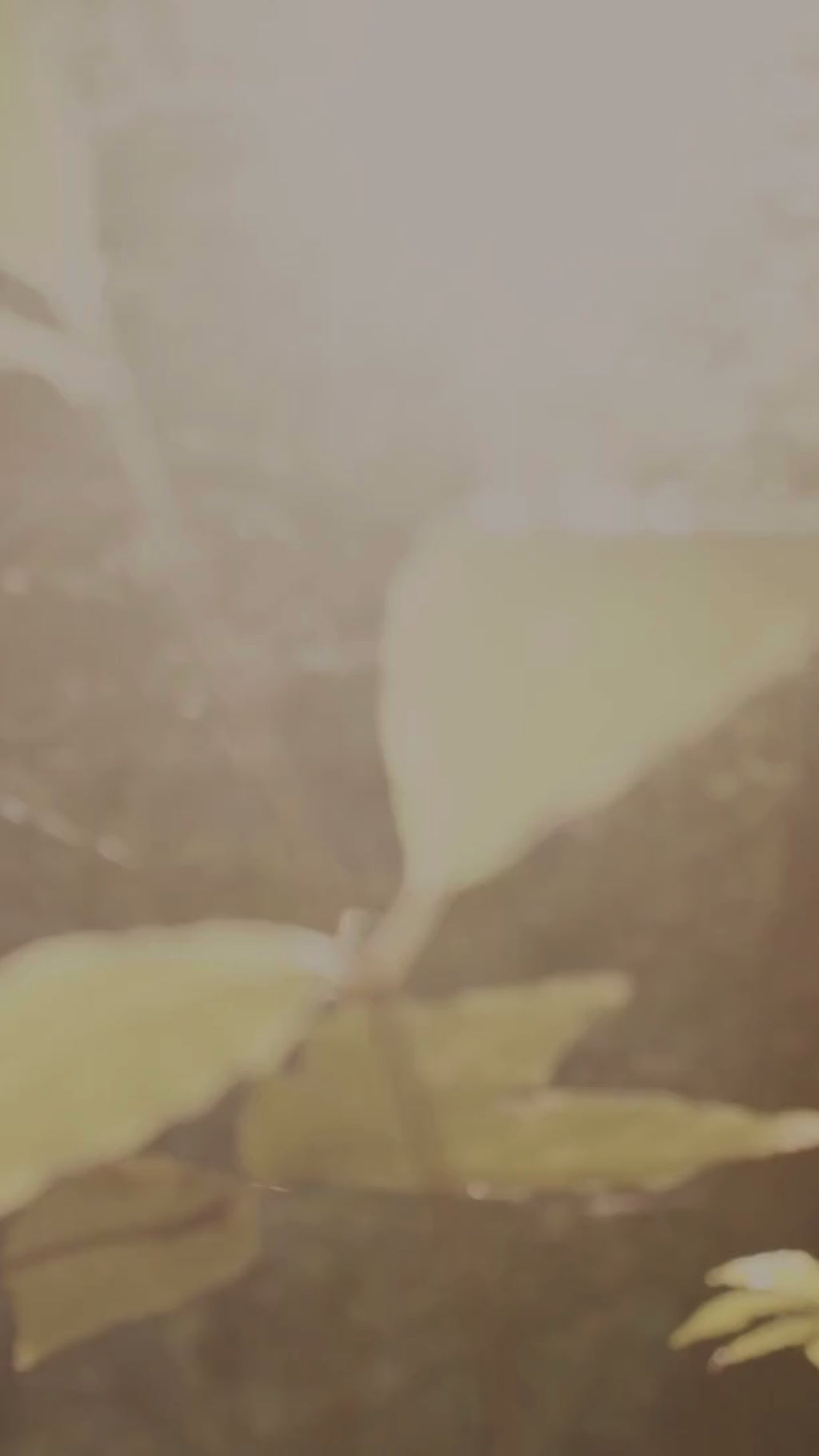 Luxury Fragrance Soy candle - 3 wick handmade container candle 800ml with lid